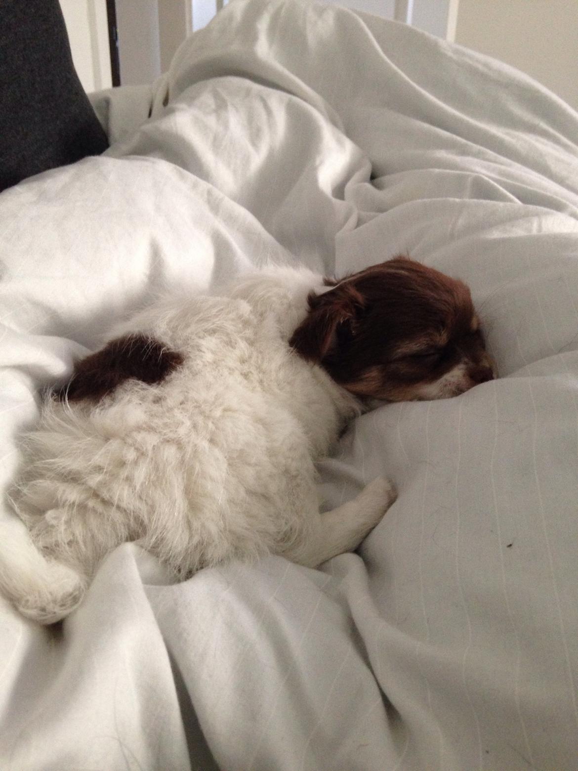 Chihuahua Mynthe billede 16