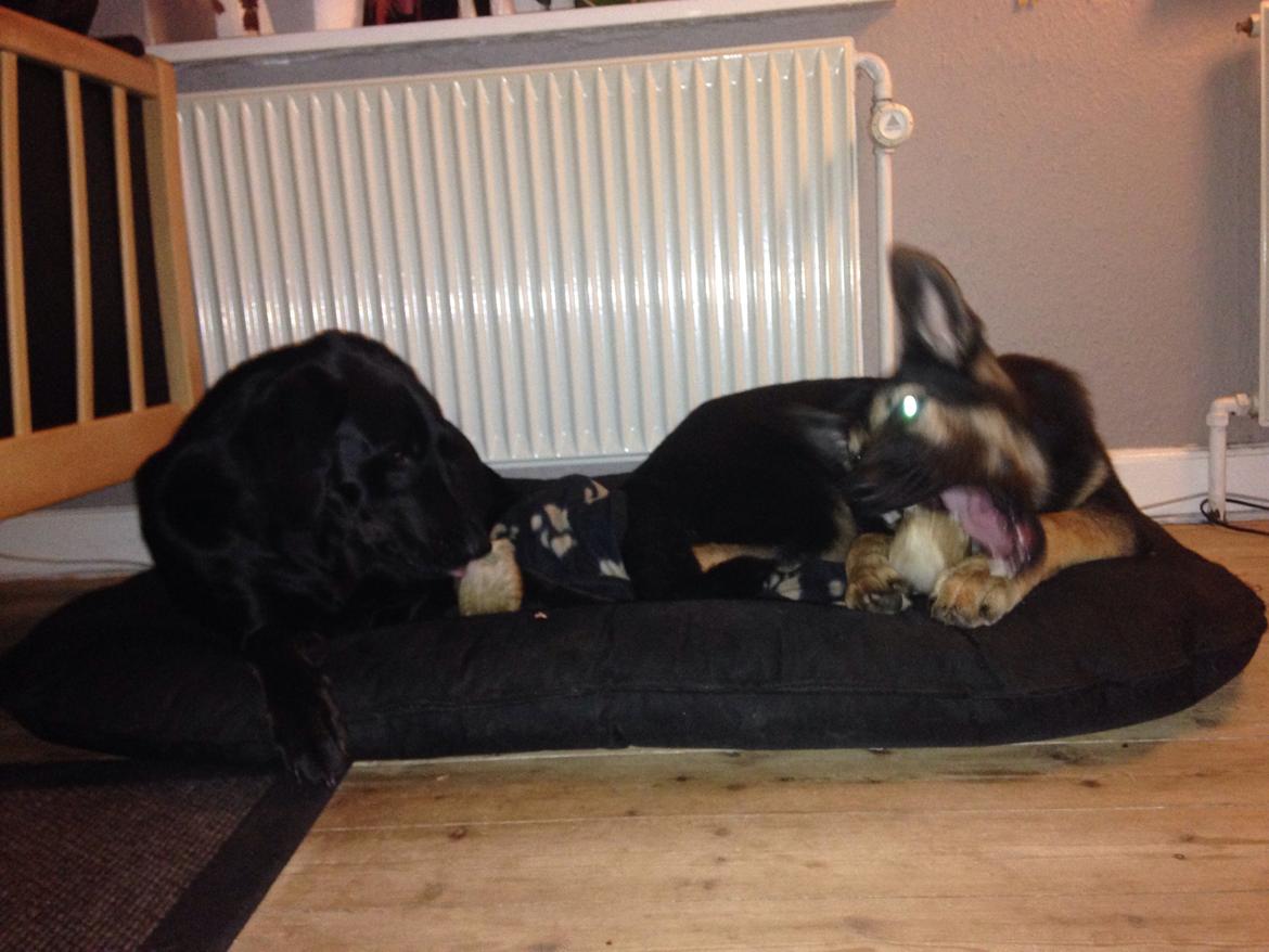 Schæferhund Folmer billede 14