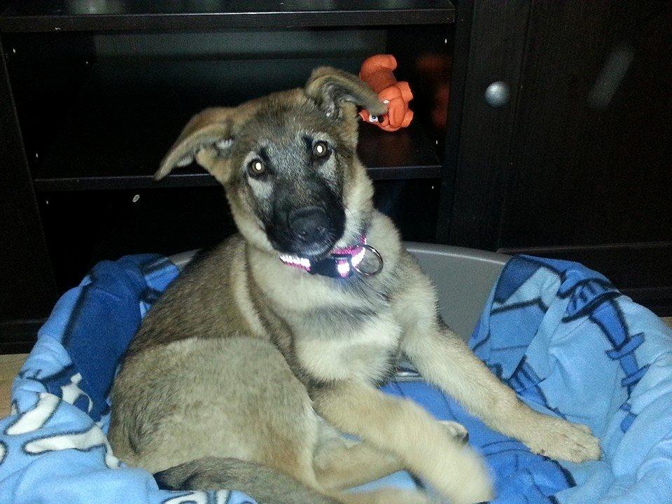 Blanding af racer Pixie billede 1