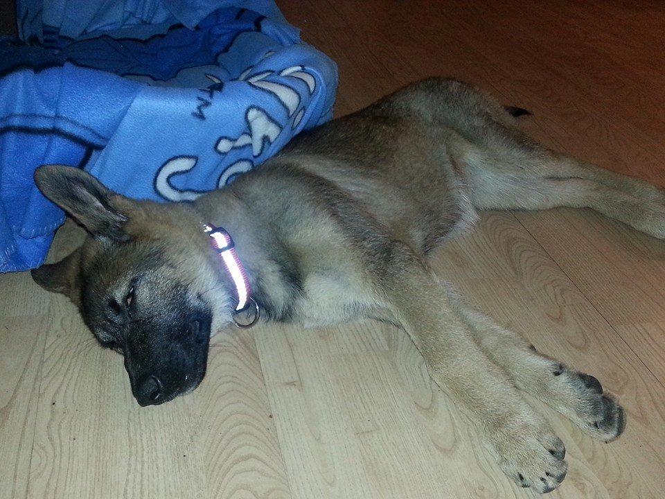 Blanding af racer Pixie billede 2