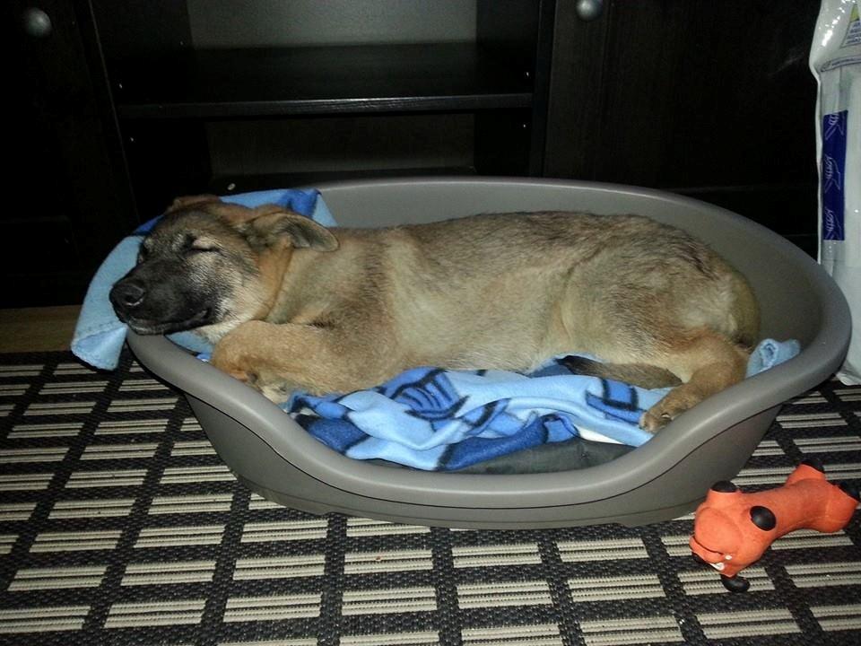 Blanding af racer Pixie billede 3