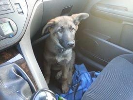 Blanding af racer Pixie billede 4