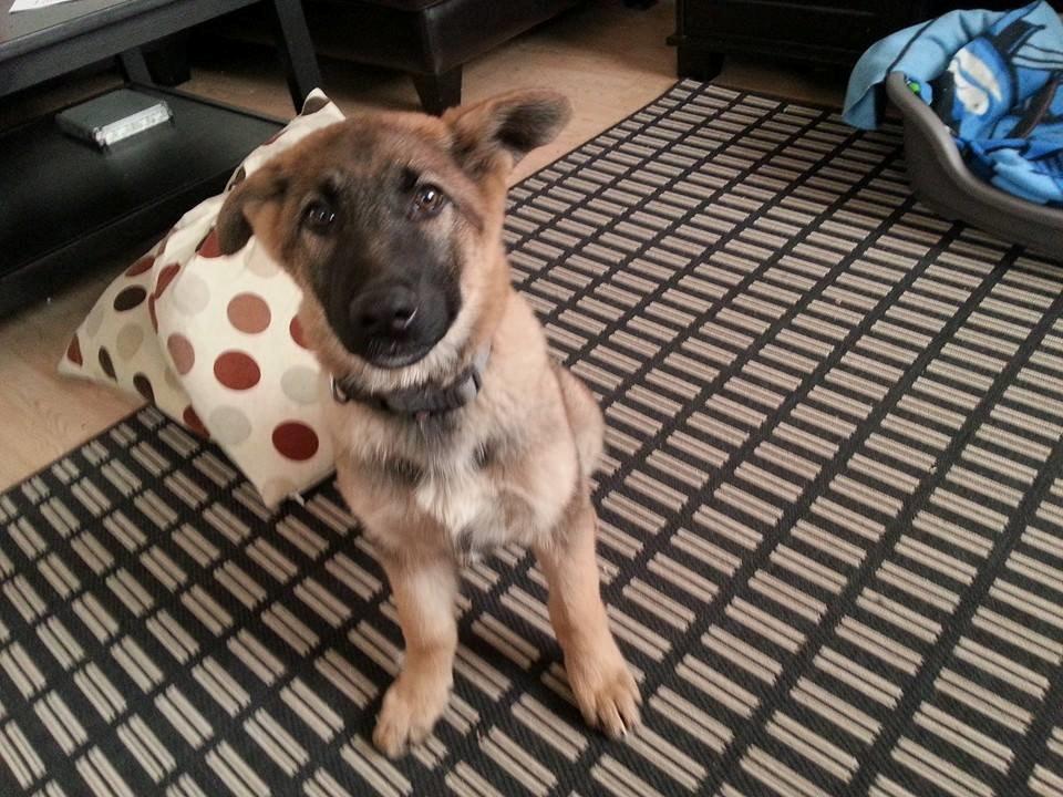 Blanding af racer Pixie billede 5