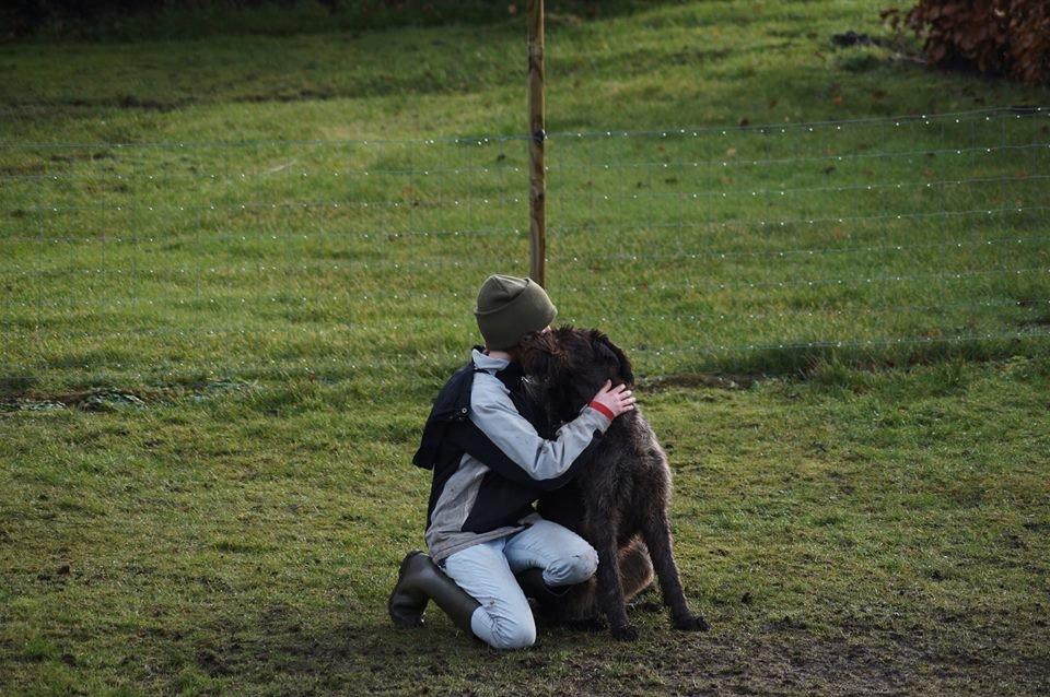 Ruhåret hønsehund Birkemosens Luchs - Du er en ven af hjertet!! billede 2