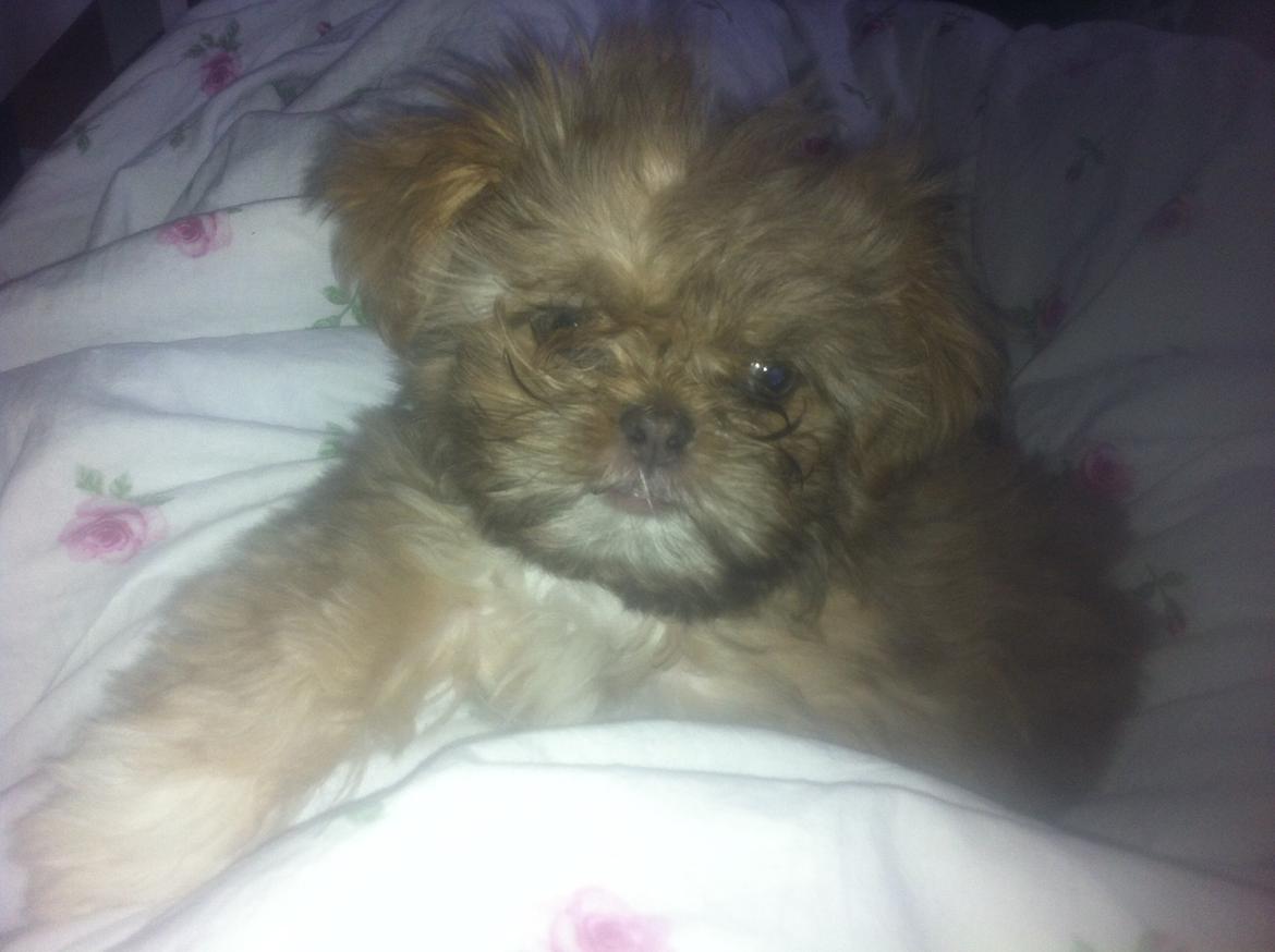Shih tzu Molly billede 4