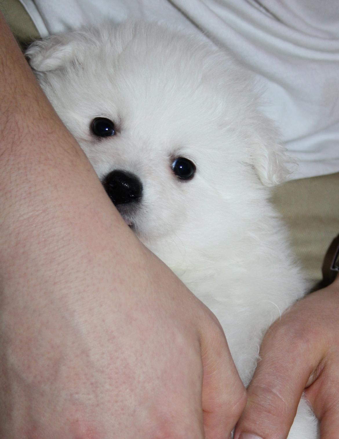 Japansk spids Bella billede 4