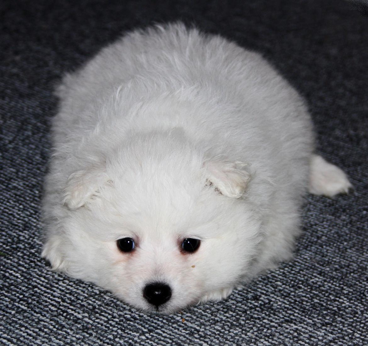 Japansk spids Bella billede 5