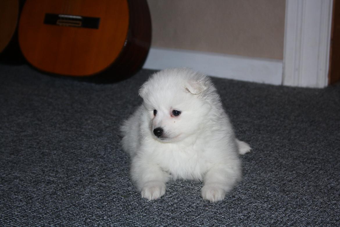 Japansk spids Bella billede 6