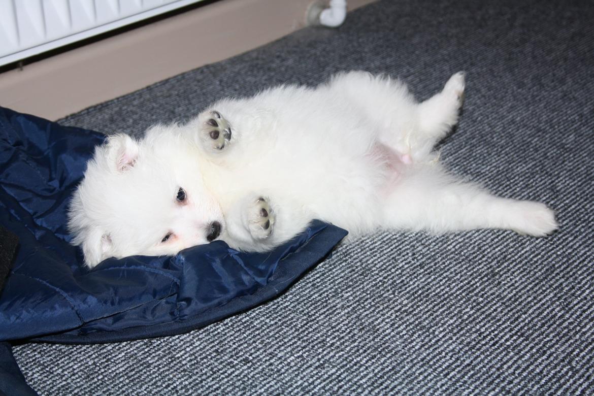 Japansk spids Bella billede 7