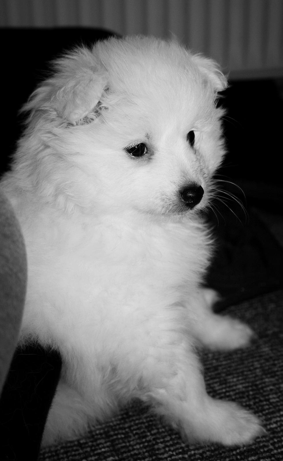 Japansk spids Bella billede 8