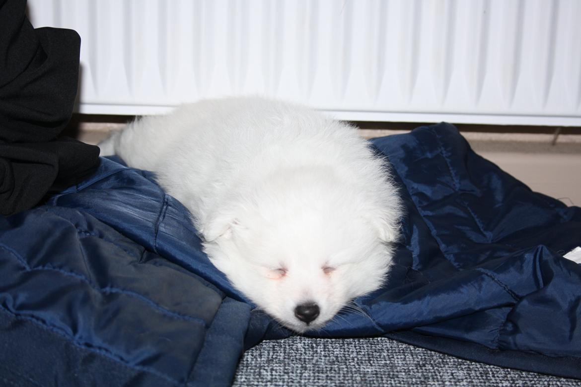 Japansk spids Bella billede 9