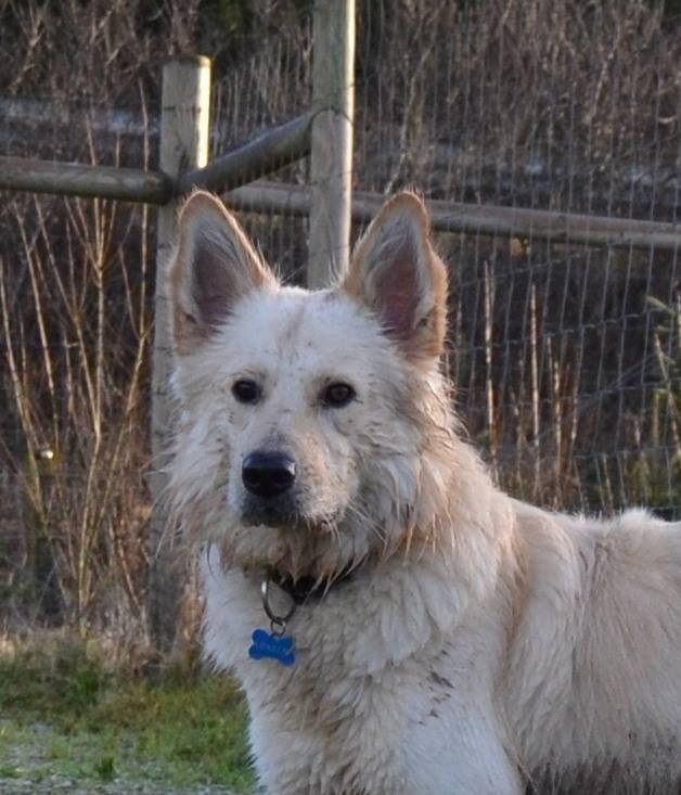 Blanding af racer Charlie billede 12