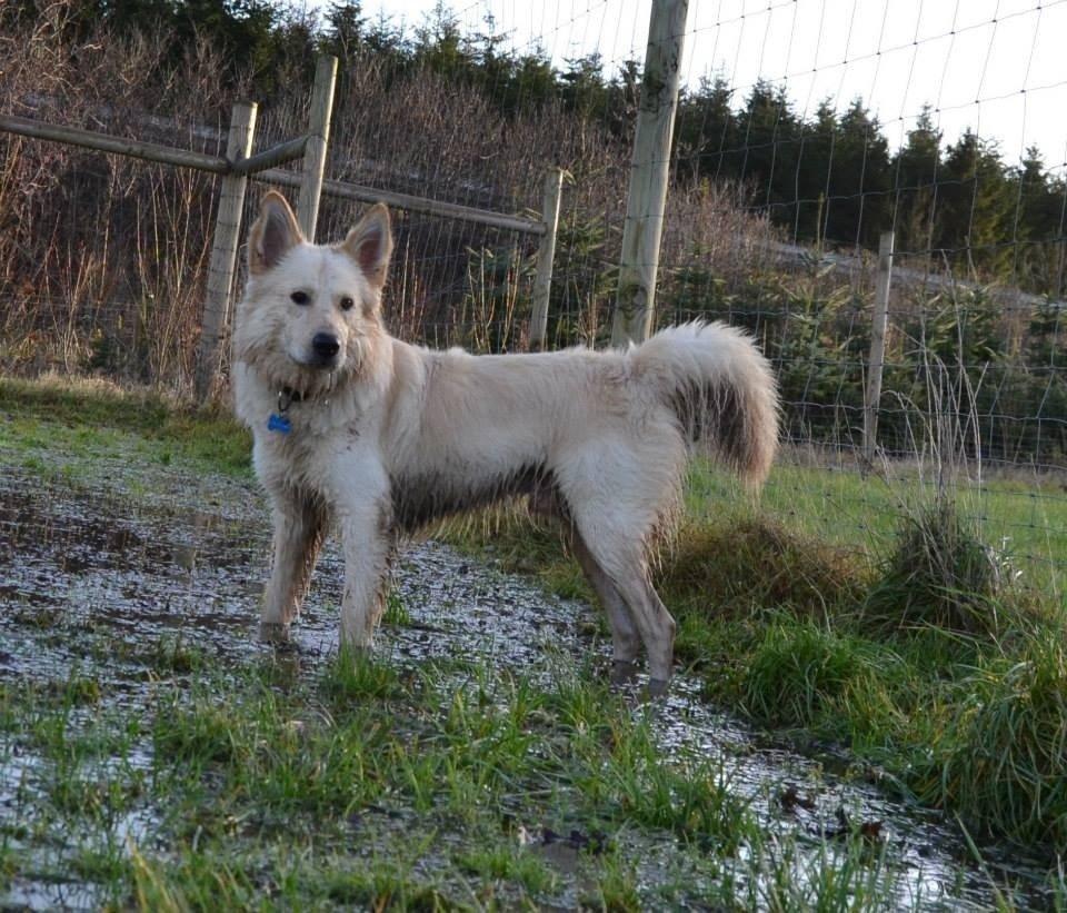 Blanding af racer Charlie billede 14