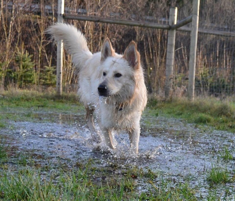 Blanding af racer Charlie billede 15