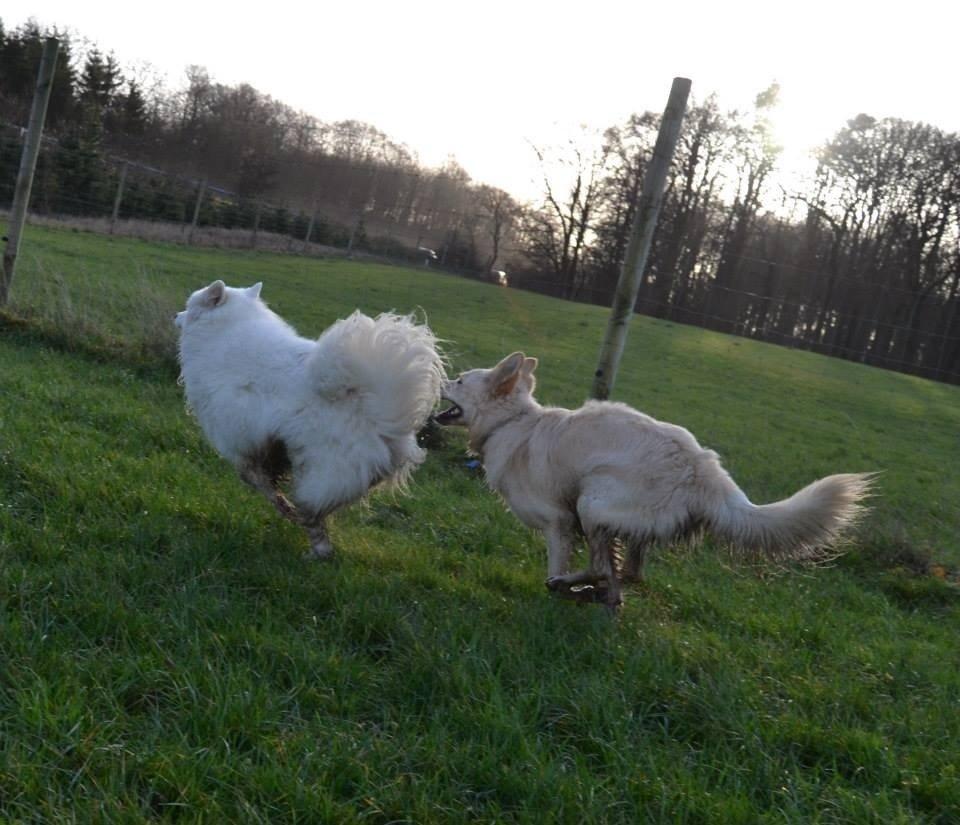 Blanding af racer Charlie billede 13