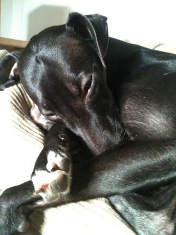 Whippet *StarRunners Dex billede 17