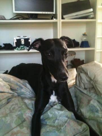 Whippet *StarRunners Dex billede 19