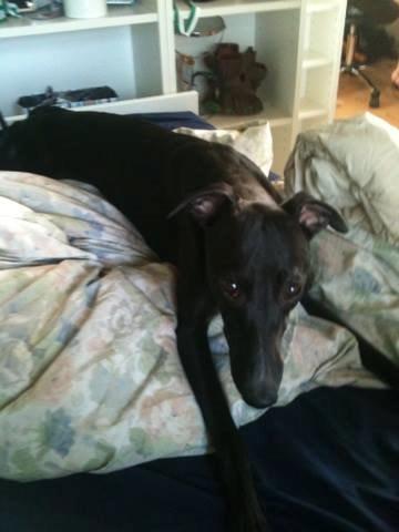 Whippet *StarRunners Dex billede 23