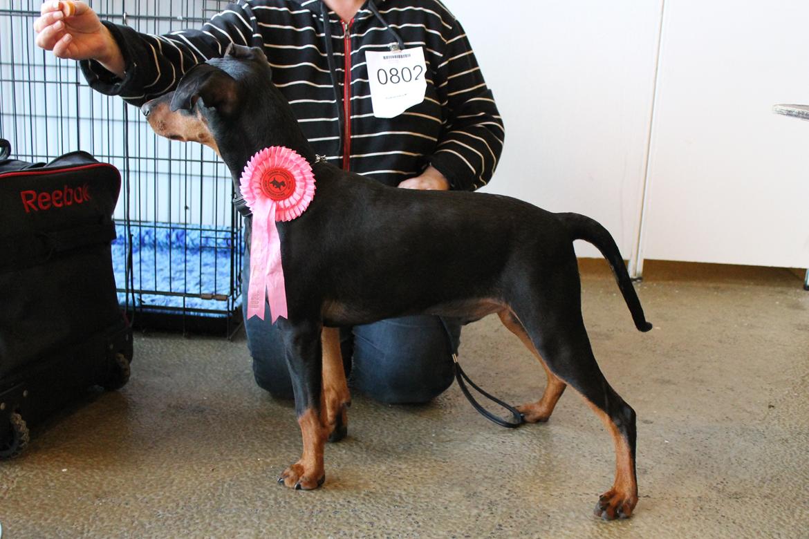 Tysk pinscher Bobby - Bobby på sin første udstilling. 5 mdr gammel. BIR baby billede 6