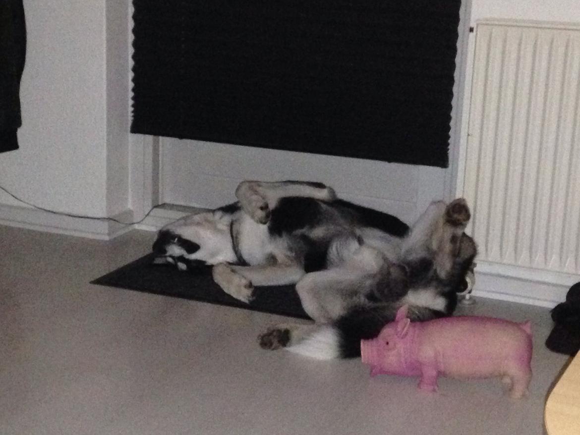 Siberian husky Diesel billede 24