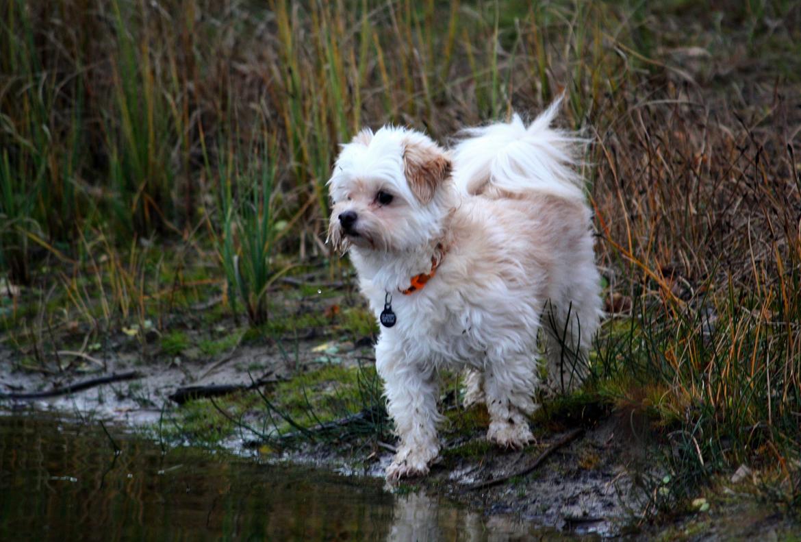 Blanding af racer Noah billede 38