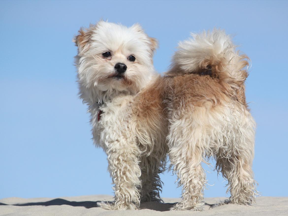 Blanding af racer Noah billede 39