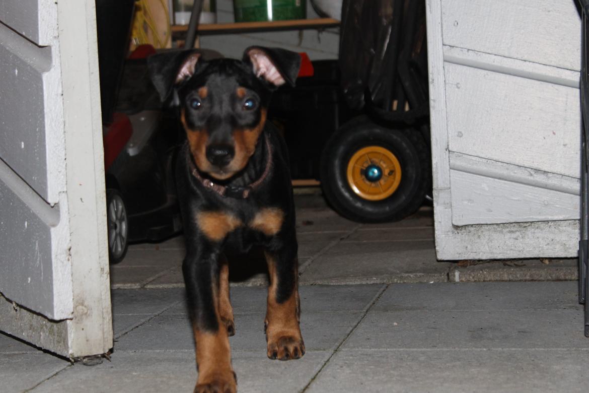 Tysk pinscher Bobby - På besøg i skuret billede 1