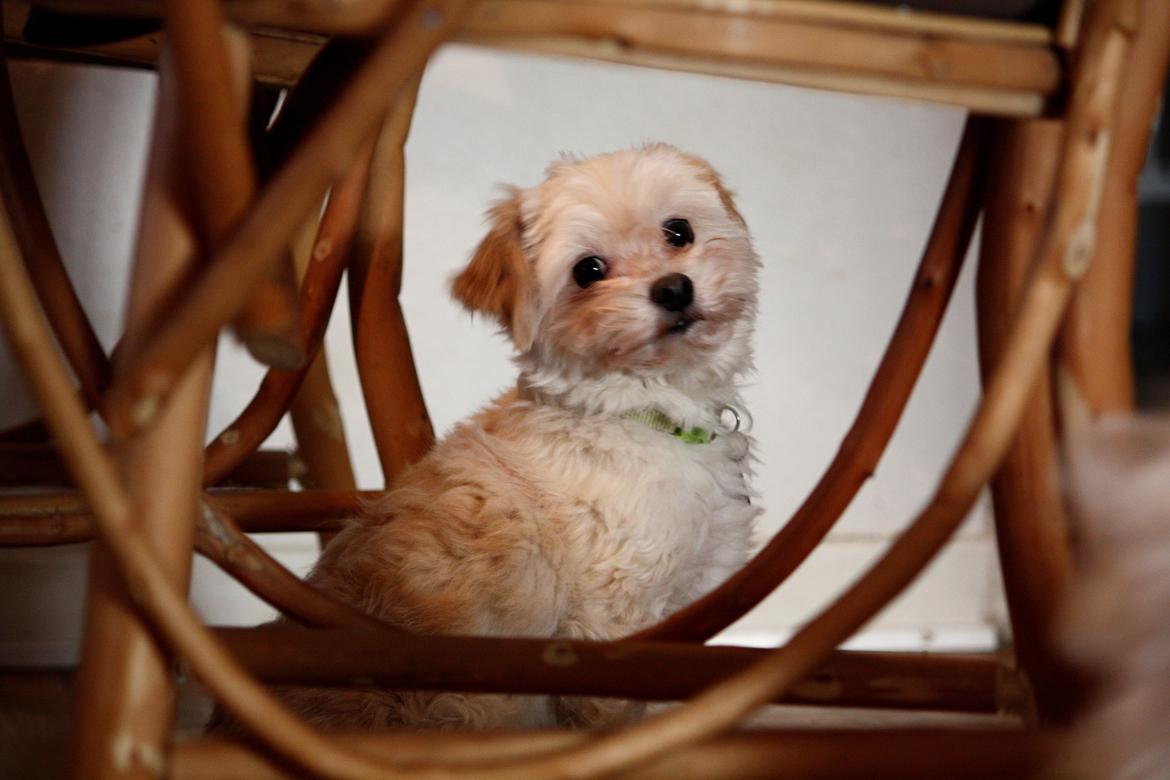 Blanding af racer Noah billede 11