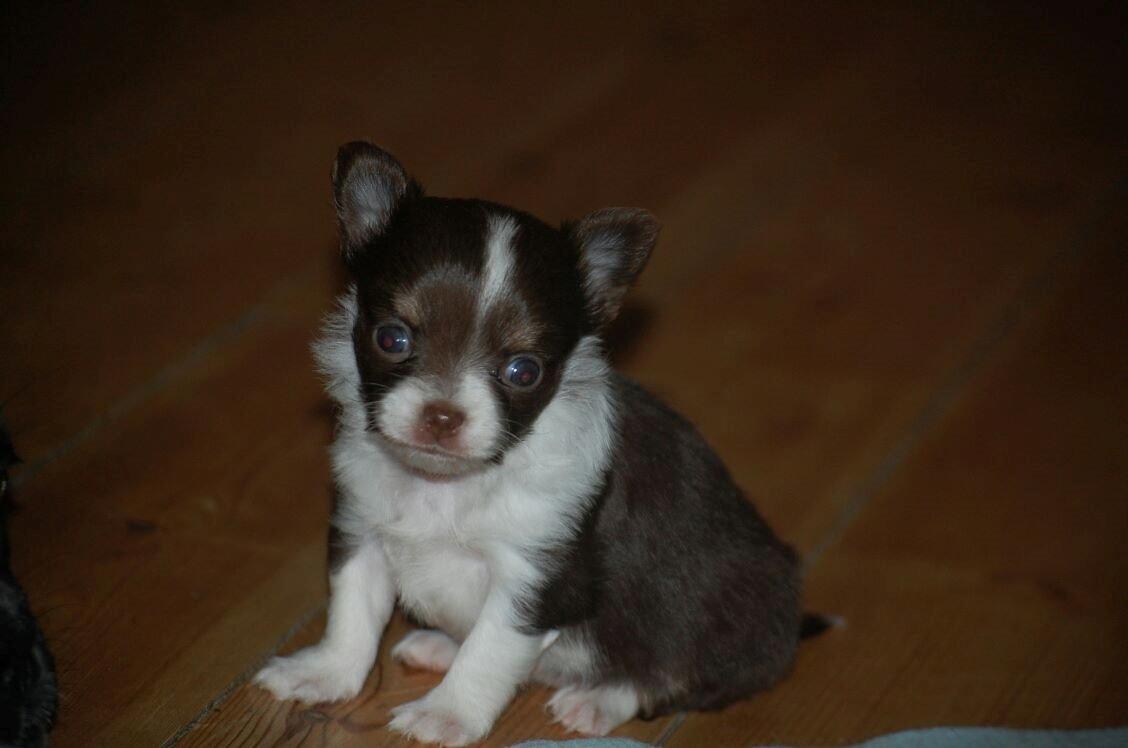 Chihuahua Papi's Amazing Angel (Papi) billede 5