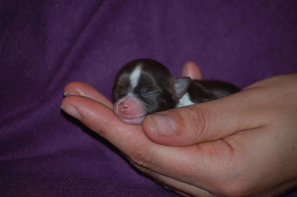 Chihuahua Papi's Amazing Angel (Papi) - Papi 1 uge gammel <3 billede 3