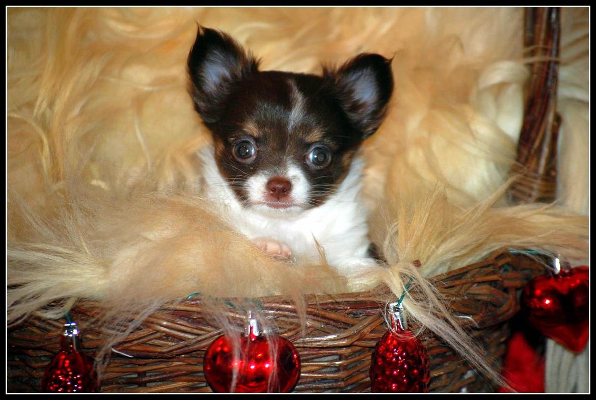 Chihuahua Papi's Amazing Angel (Papi) - Papi ønsker glædelig jul 2013 billede 6