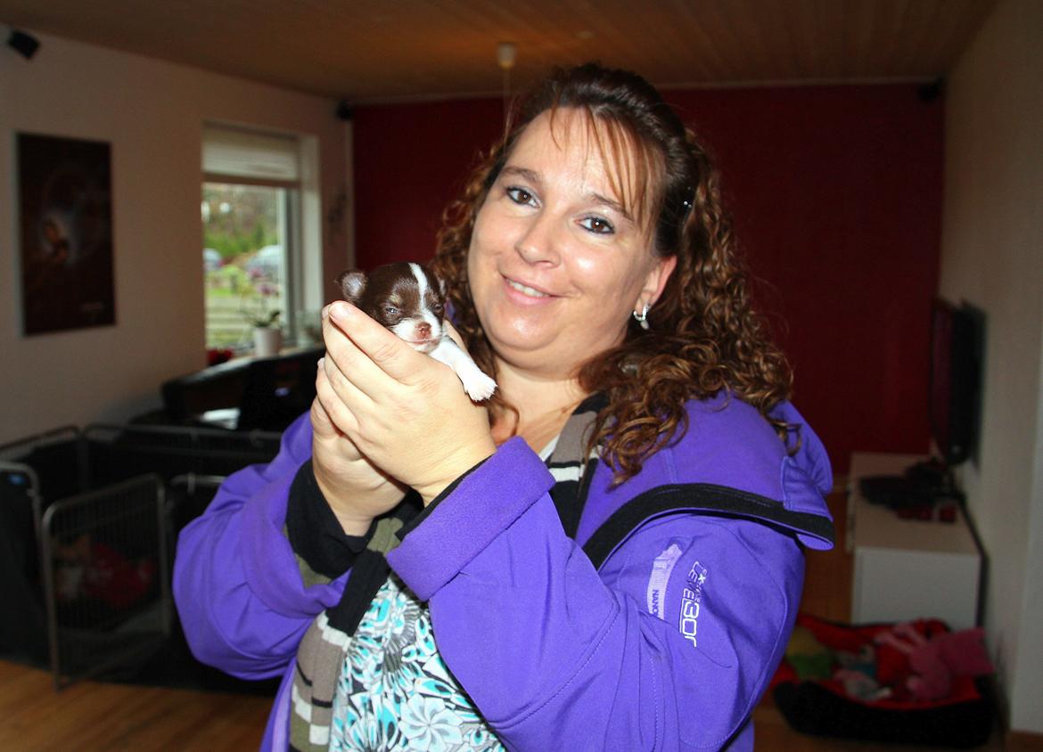 Chihuahua Papi's Amazing Angel (Papi) - Papi 4 uger <3 billede 4