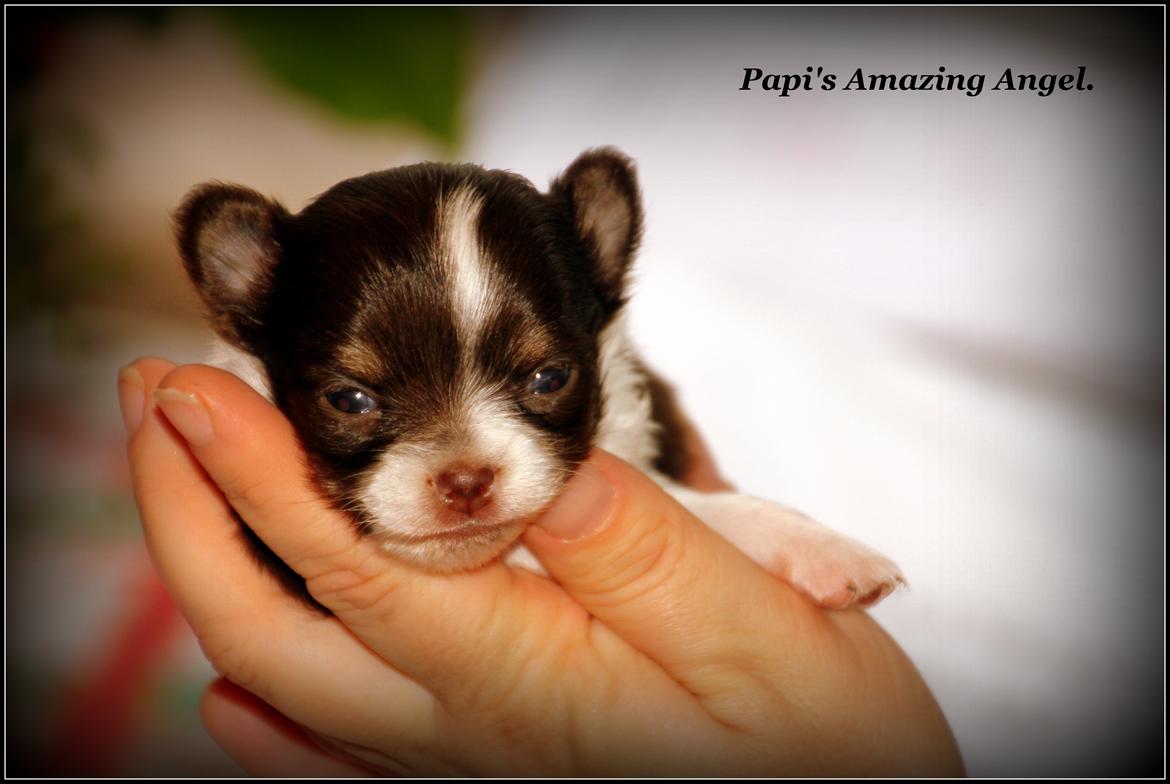 Chihuahua Papi's Amazing Angel (Papi) - Min smukke dejlige prinsesse her er Papi 4 uger <3 billede 1