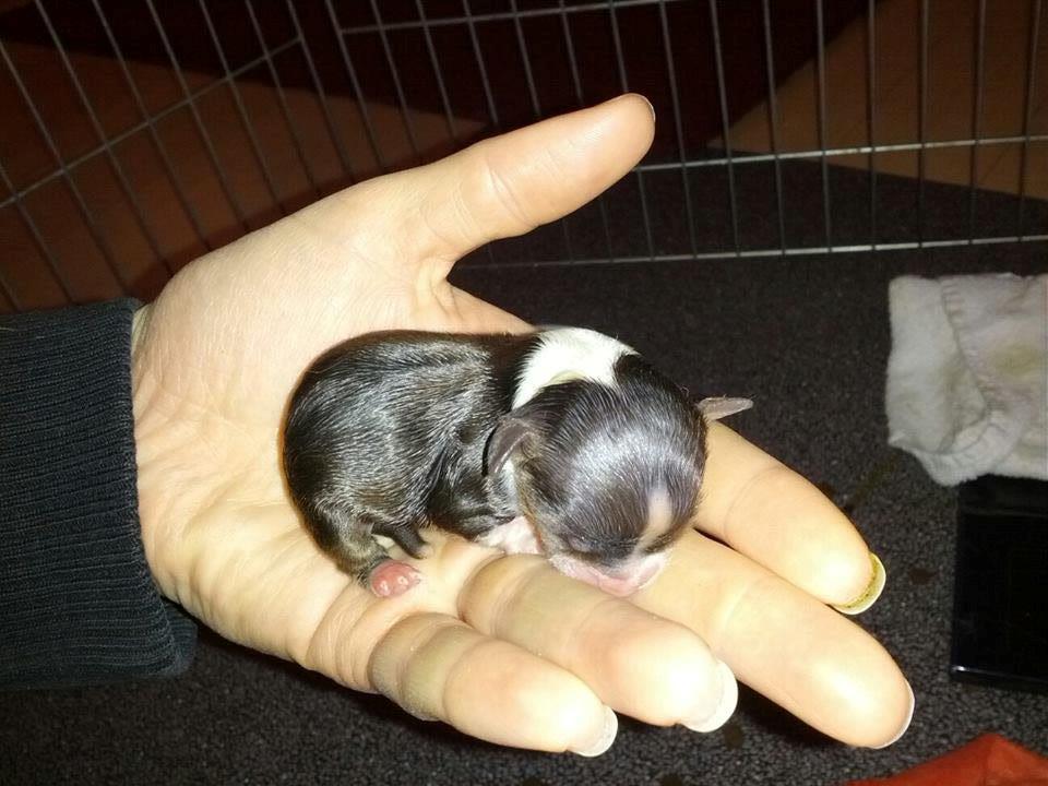 Chihuahua Papi's Amazing Angel (Papi) - Da Papi blev født med en vægt på 69 gr.den 23 oktober 2014 billede 2
