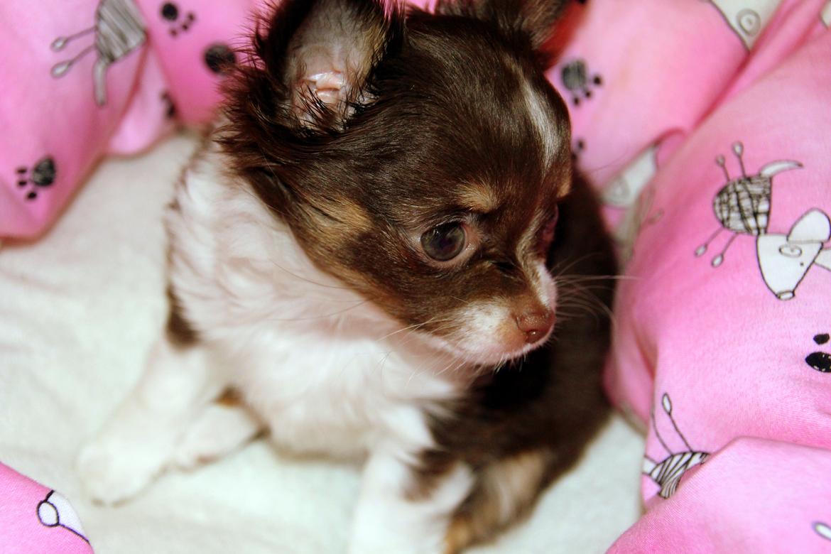 Chihuahua Papi's Amazing Angel (Papi) - Papi er ved at blive en smuk smuk pige <3 billede 7