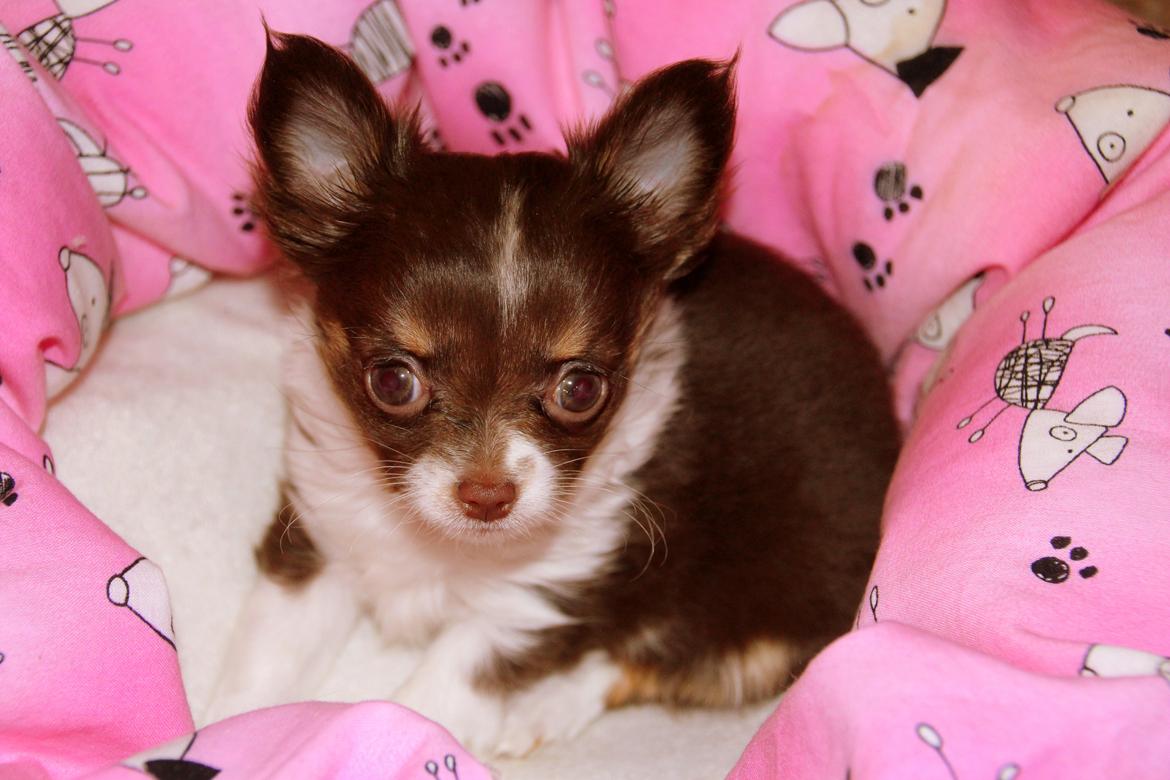 Chihuahua Papi's Amazing Angel (Papi) billede 8