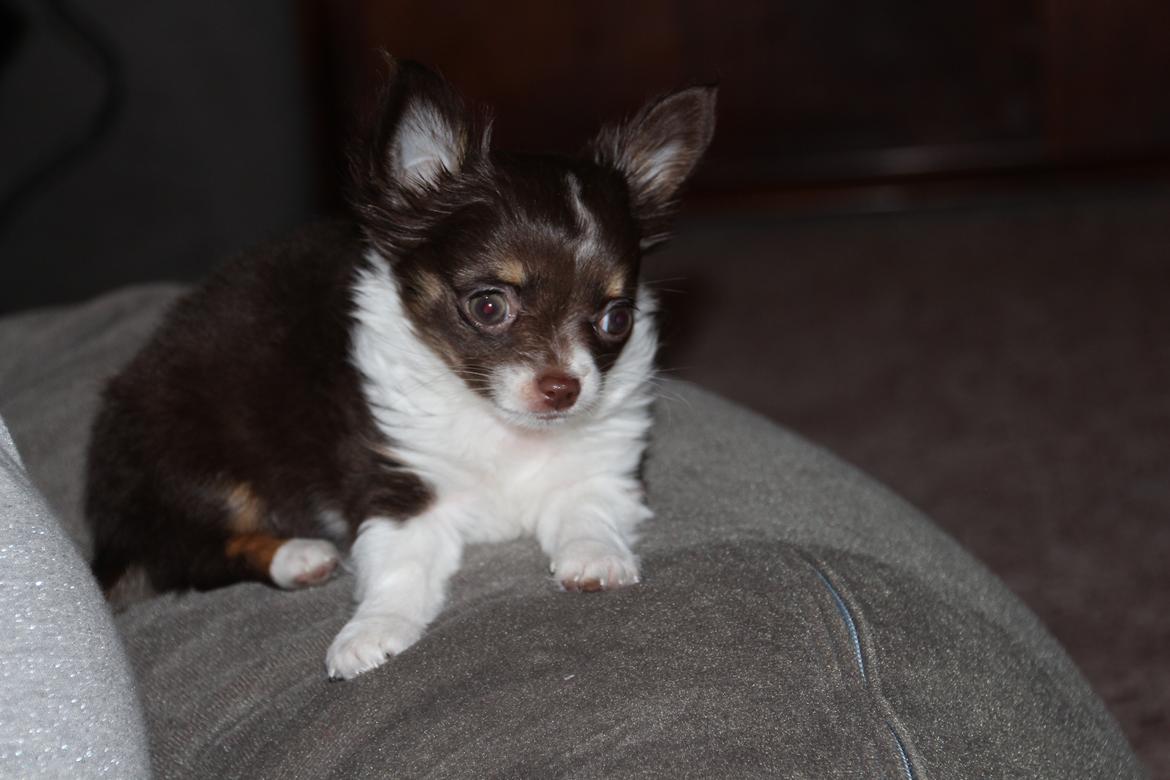 Chihuahua Papi's Amazing Angel (Papi) billede 9