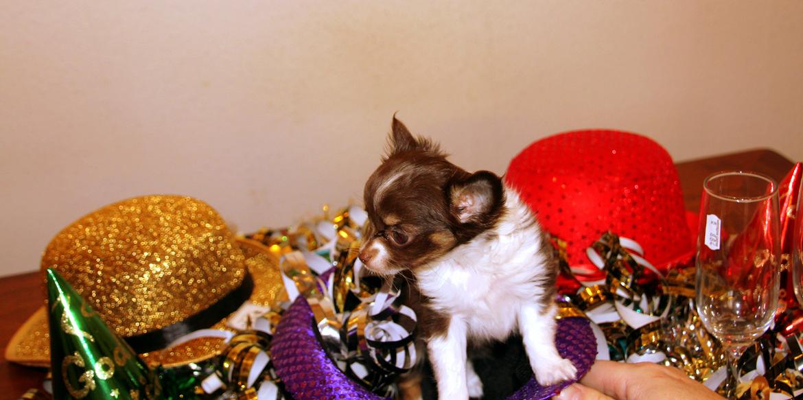Chihuahua Papi's Amazing Angel (Papi) - Papi nytårsaften 2013/2014 billede 10