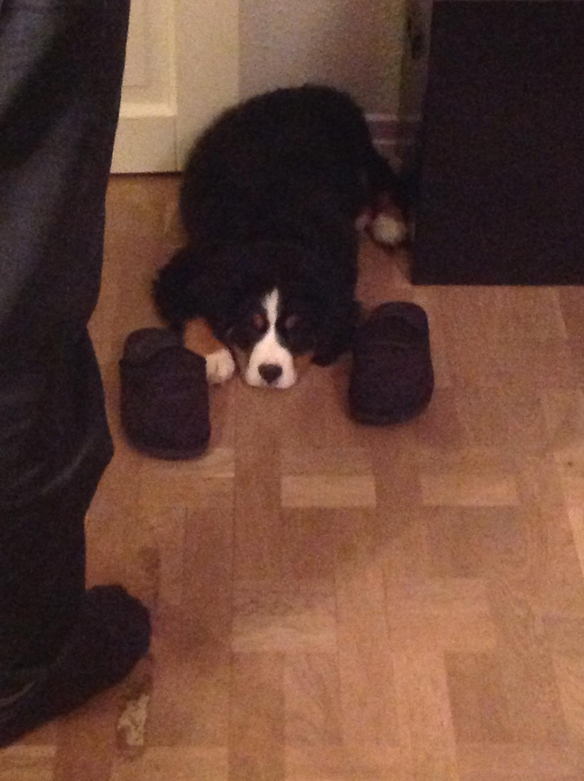 Berner sennenhund Saxo billede 16