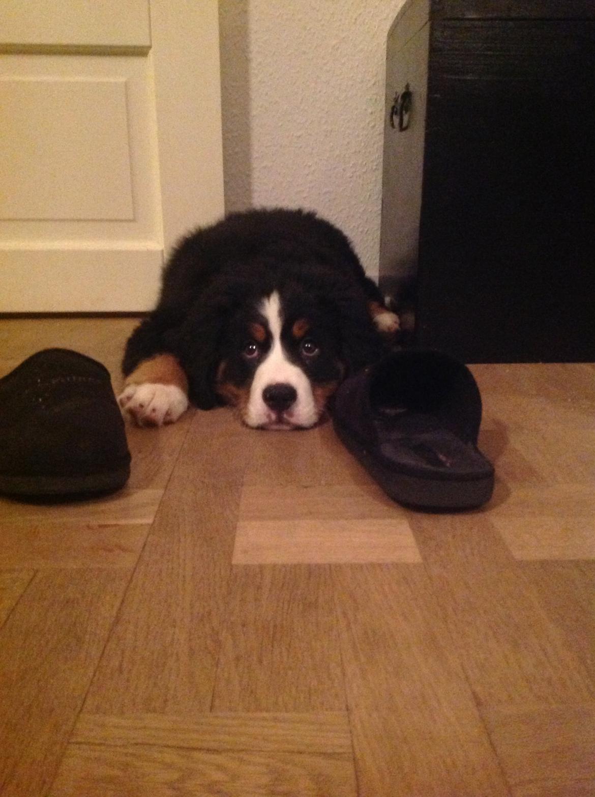 Berner sennenhund Saxo billede 17