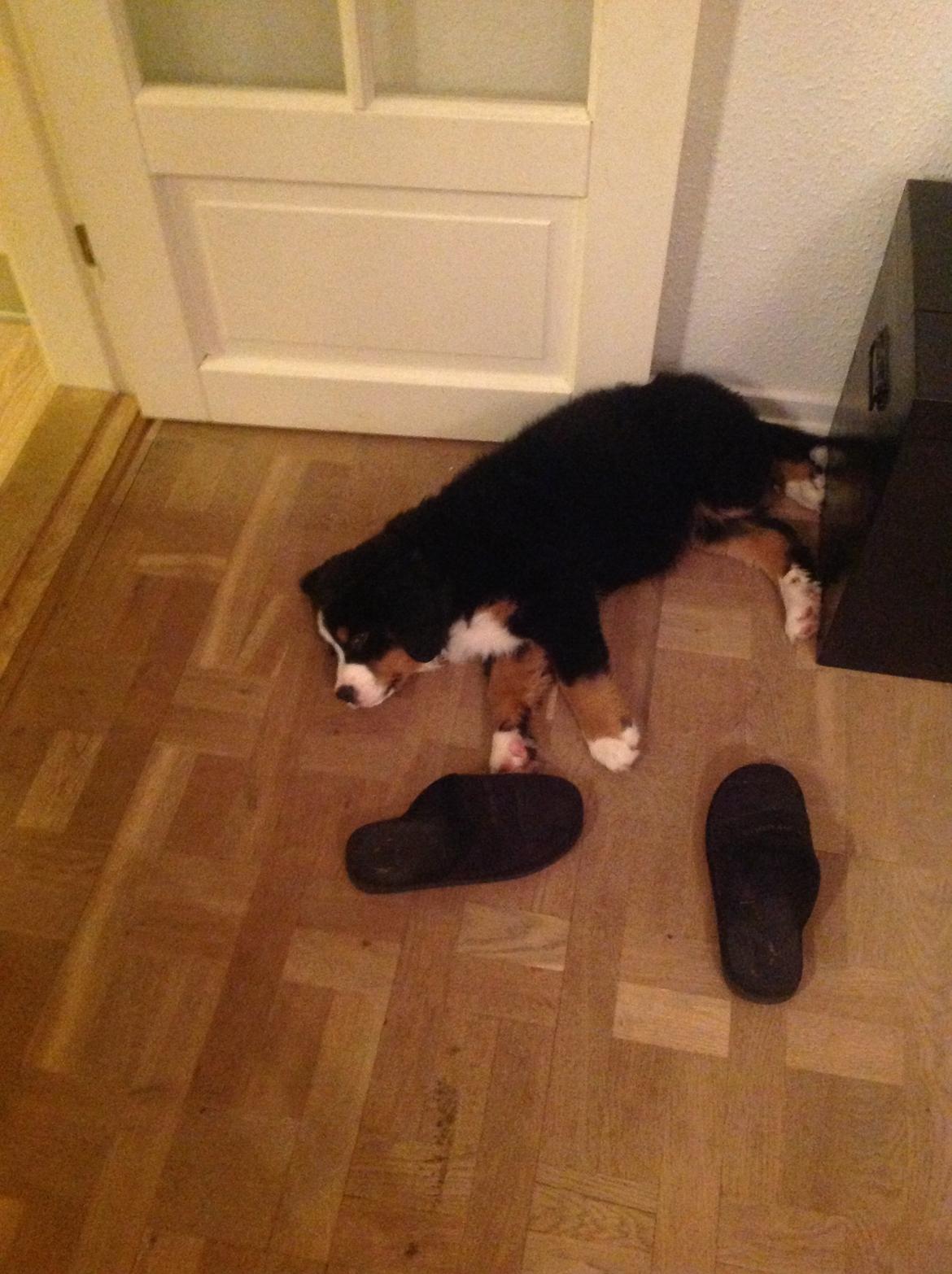 Berner sennenhund Saxo billede 18