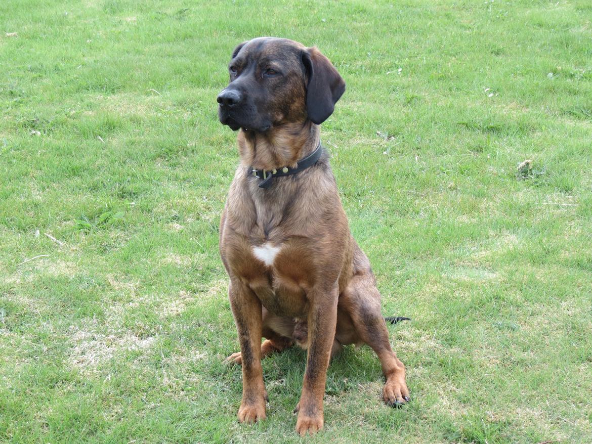 Blanding af racer Odin billede 1