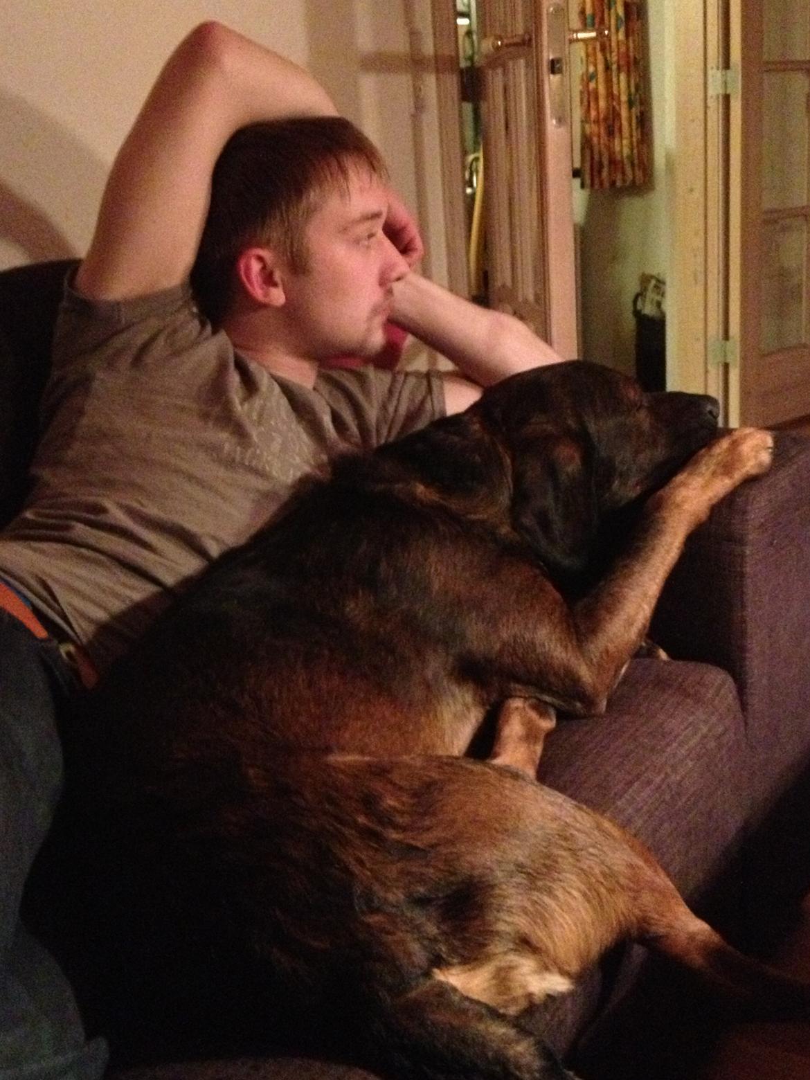 Blanding af racer Odin billede 9