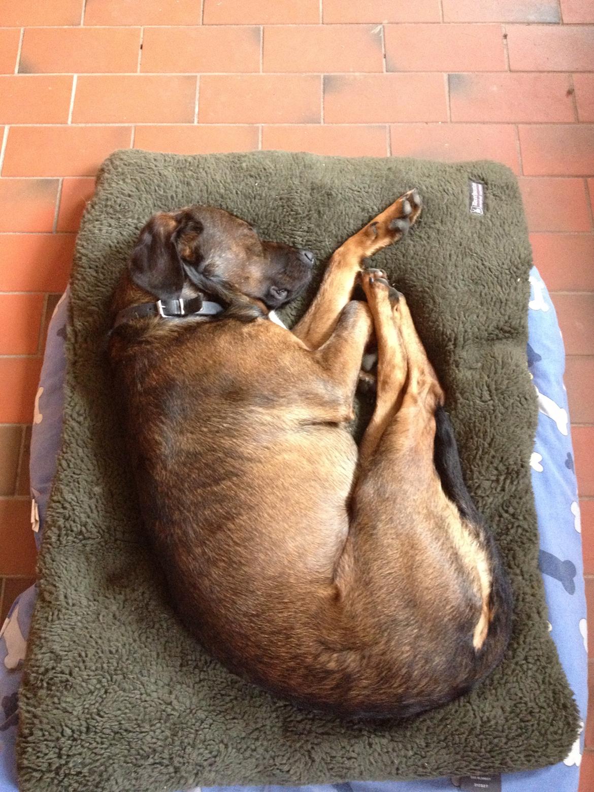 Blanding af racer Odin billede 11