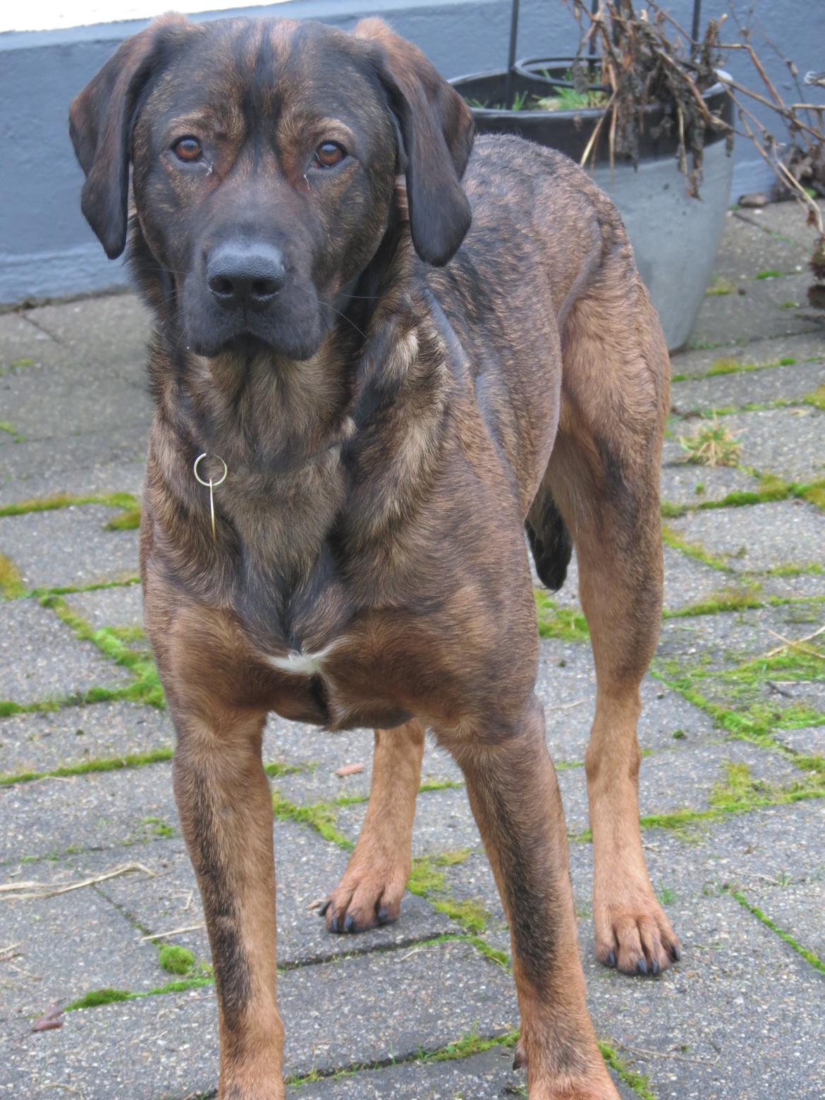 Blanding af racer Odin billede 8