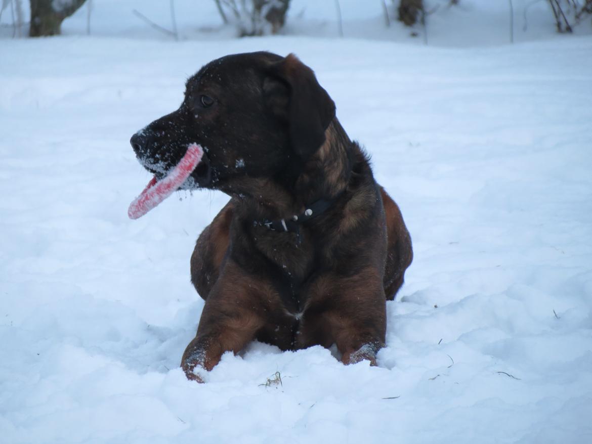 Blanding af racer Odin billede 3