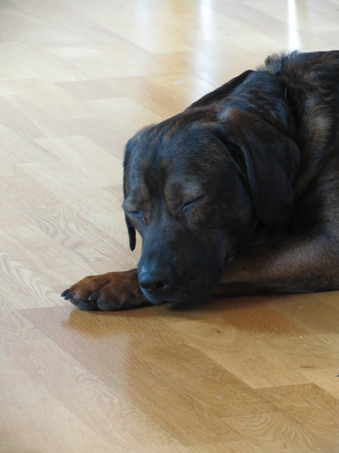 Blanding af racer Odin billede 4