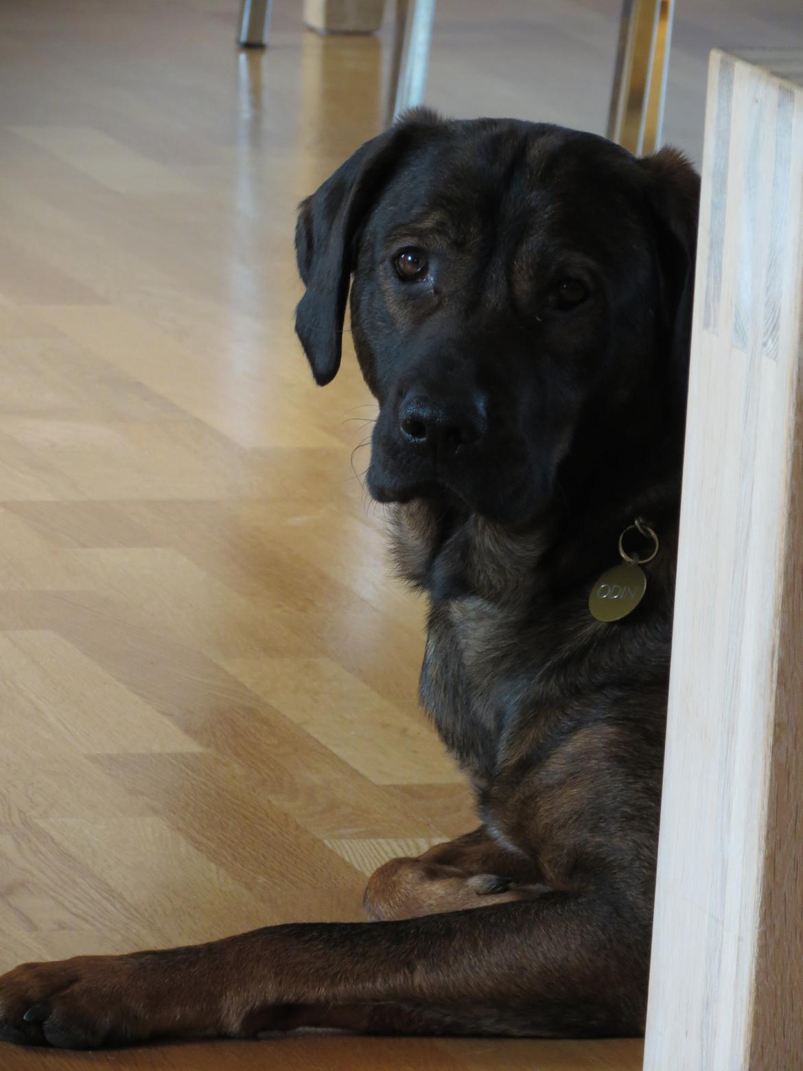 Blanding af racer Odin billede 5