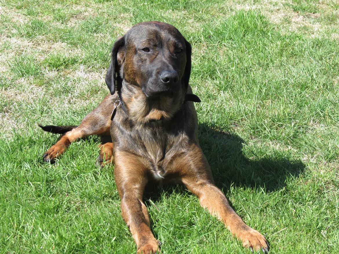 Blanding af racer Odin billede 6