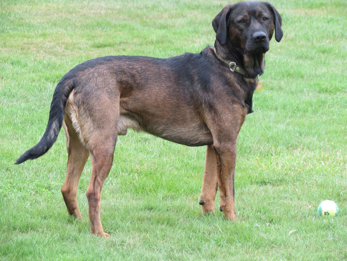 Blanding af racer Odin billede 7